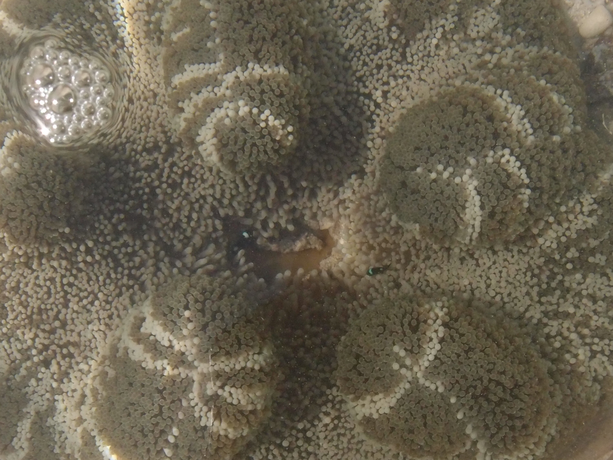 2015-10-07 Habitat des Lorbi (Foto)